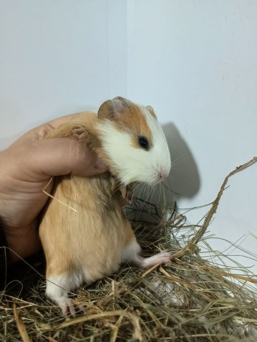 Морська свинка,морські свинки,свинки морські,морська свинка