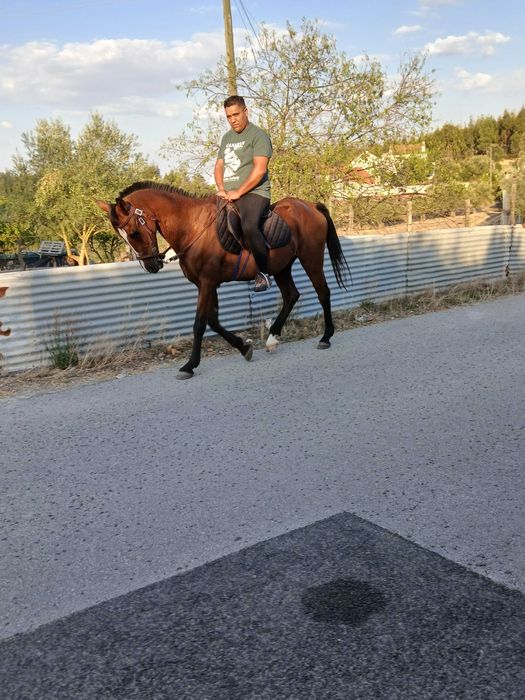 Vendo cavalo capado