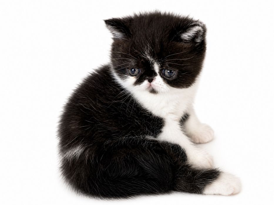 Gatinho Persa Exótico Premium ! Excelente Linhagem!
