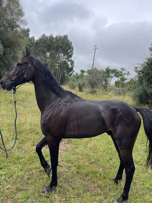 Trotador frances