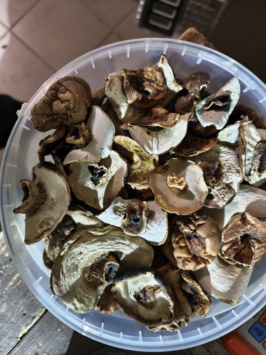 Продам білі гриби шапочка (шапка)