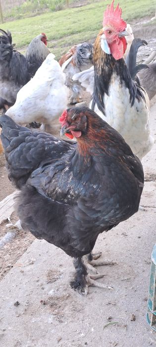 Ovos galados - várias raças cruzadas