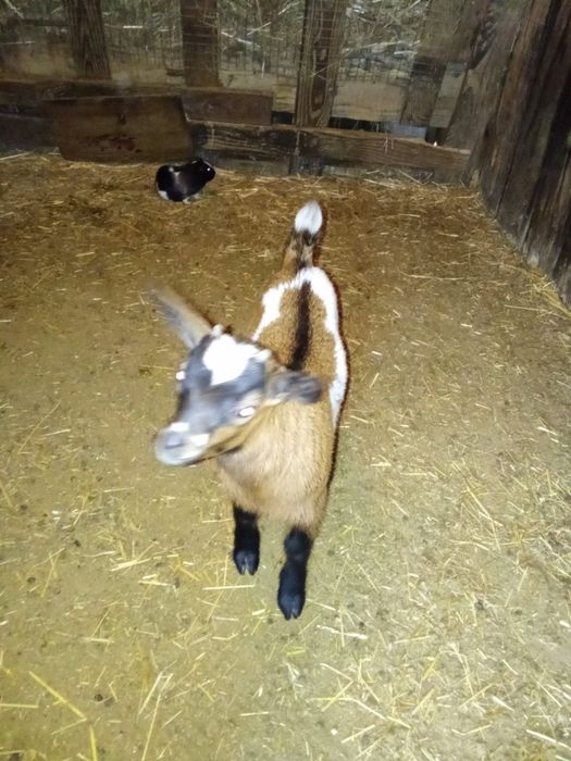 Cabrito anão com 3meses