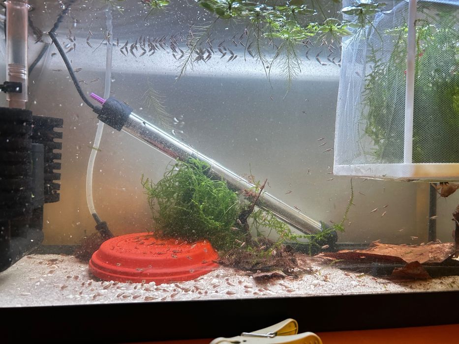 Ciclideos Acará joia body short (raro)