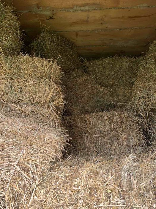 Сіно в тюках                 .