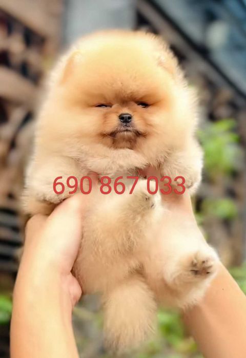 !!!Mały miś pomeranian mini