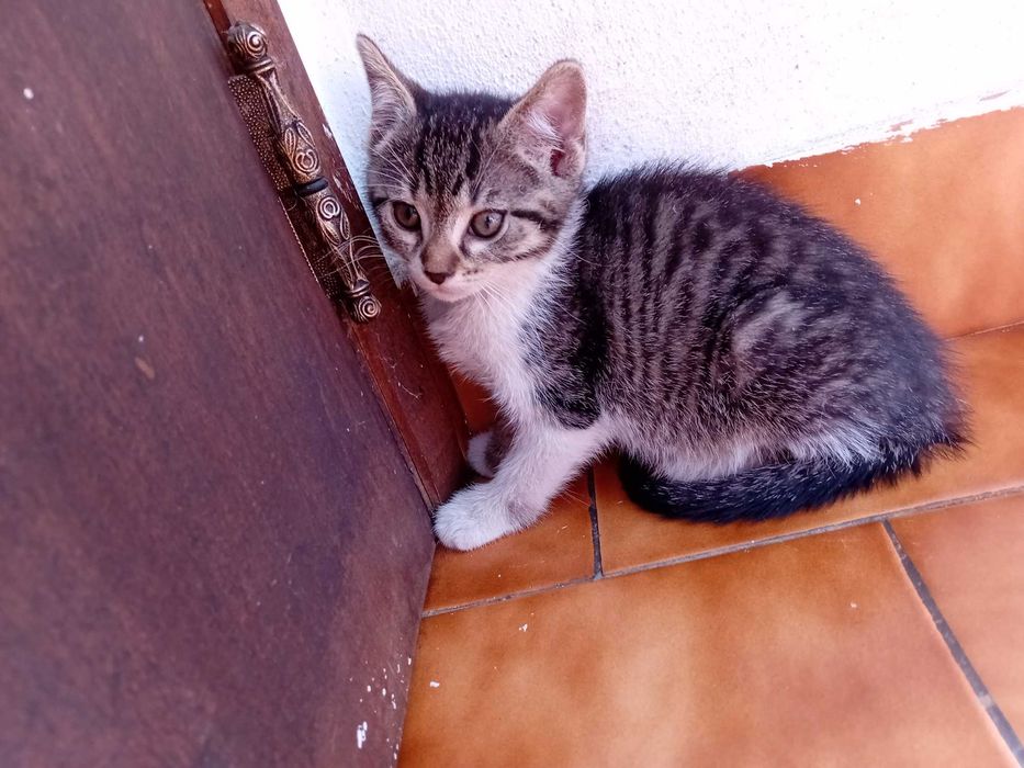 Continuam Disponiveis, Dá-se 4 gatas bebés de 2 meses