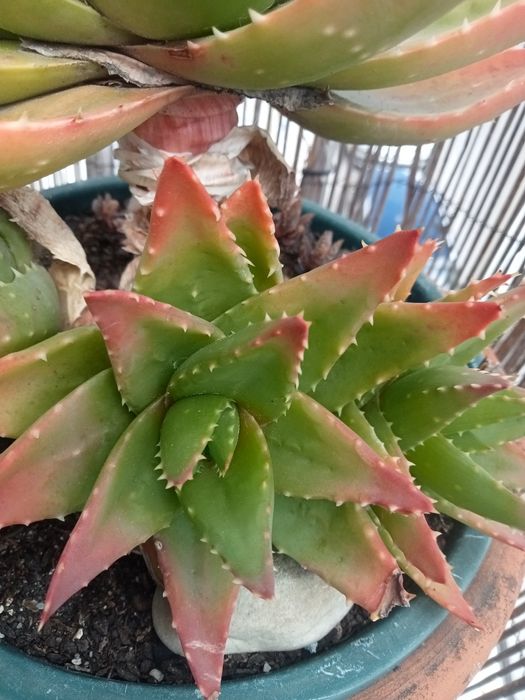 Aloe Brevifolia.rebentos