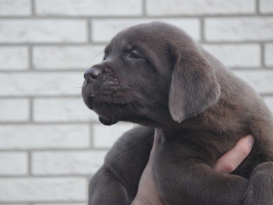 Шоколадки з документами КСУ-FCI