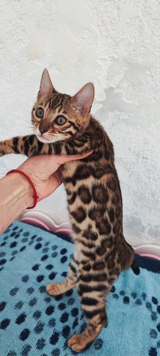 Бенгальская клубная кошечка 4 мес.
