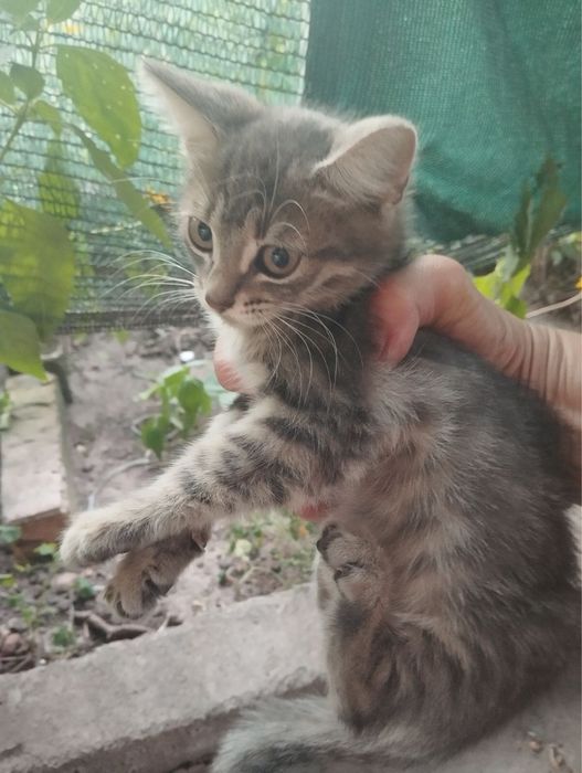 Кошенята, дівчинки.