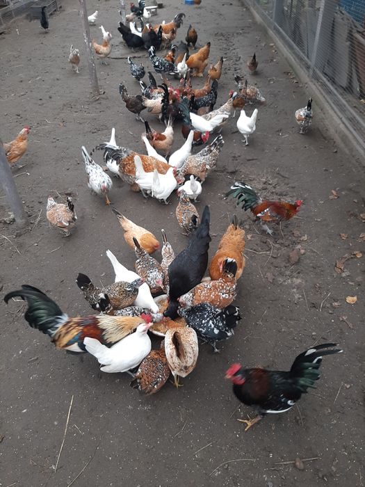 куры бентамки корольки