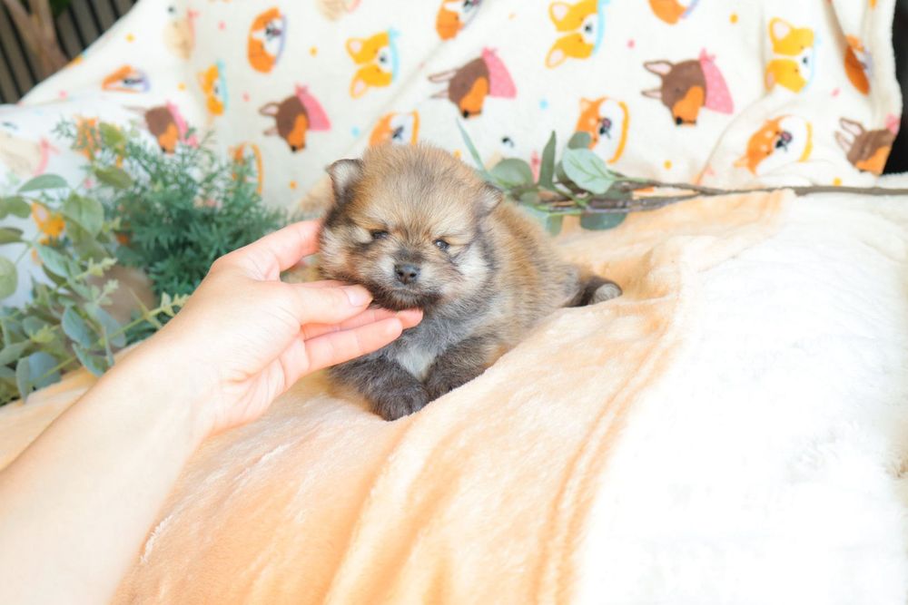 Lulu da Pomerânia.   Mini. Com Lop e Afixo . Black tan. Russo.