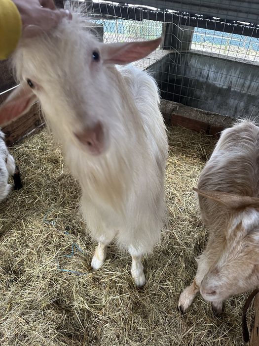 Cabrito adulto lindo
