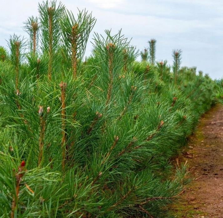 Sosna zwyczajna do 60 cm