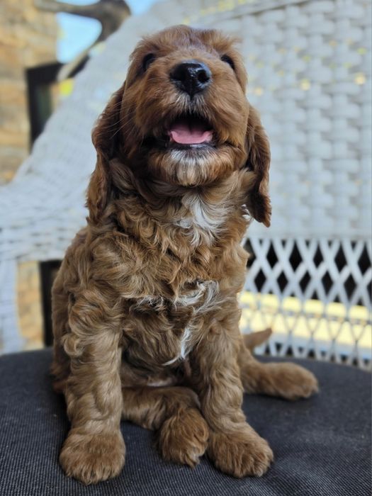 Piesek Cockapoo  Red Brown/hybryda