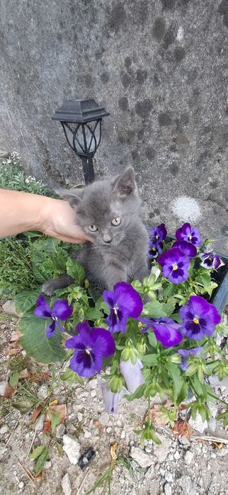 Кошенята безкоштовно