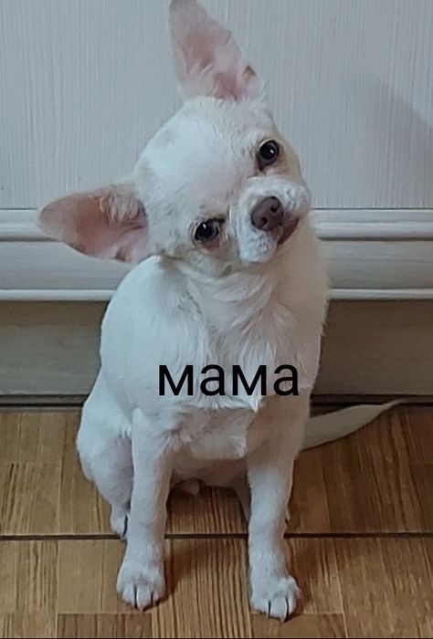 Стандартна дівчинка,КСУ,у Львові