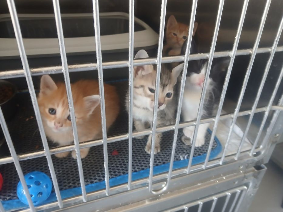 Gatinhos para adoção
