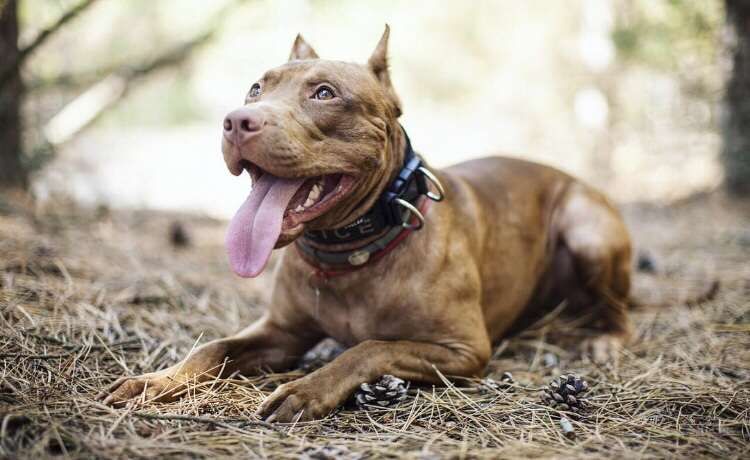 Американский Питбультерьер (АПБТ) Вязка