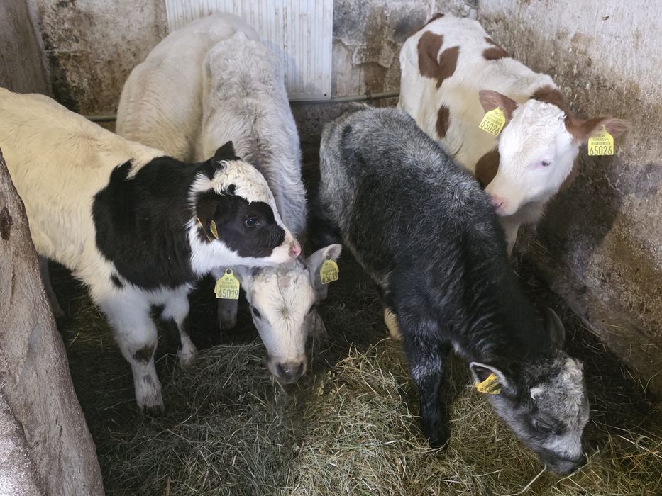 Sprzedam 8 byczków  i  3 jałówki