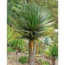 Sementes de Dragoeiro