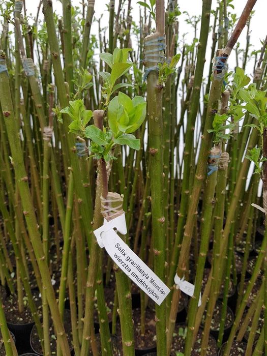 Wierzba Mount Aso, hakuro Nishiki Helvetica Iona