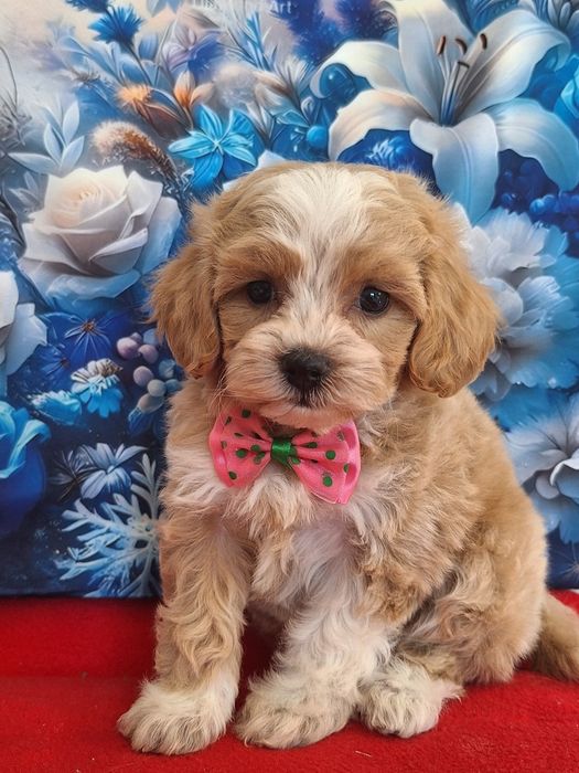 Maltipoo z certyfikatem i badaniami genetycznymi