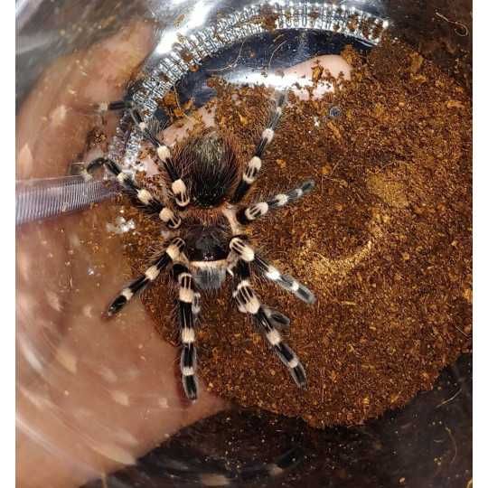 Acanthoscurria geniculata L5/L6/L7 - ptasznik, pająk