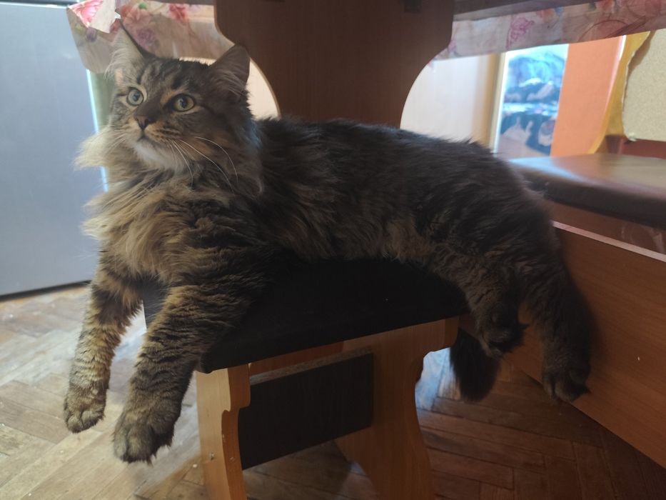 Кошеня Амурчик , 9 місяців