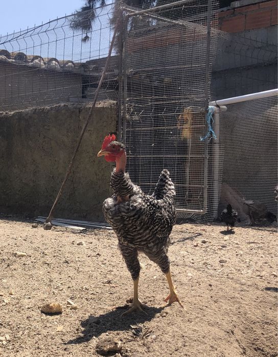 Frangos Pedrês Puros