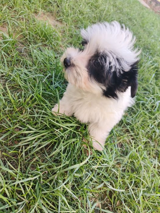 Pieski Yorkshire terrier