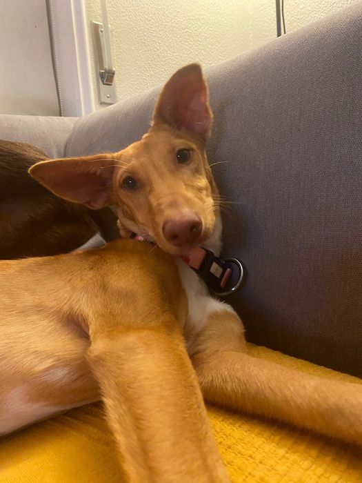 Cachorras de 7 meses para adoção responsavel