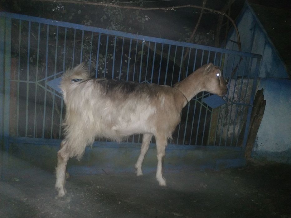 Коза  ЛаМанча, первістка, триколірна