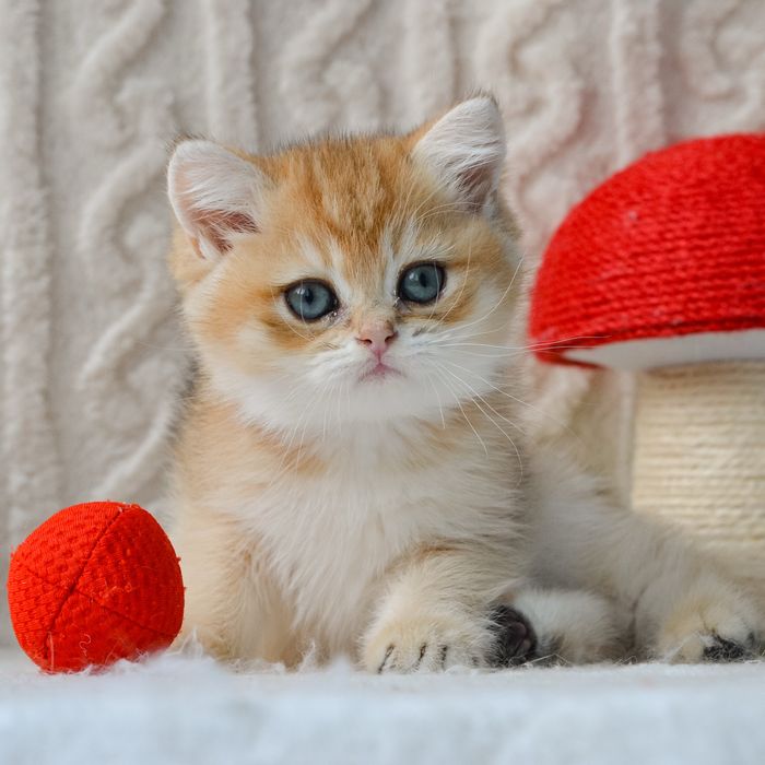 Котик шукає нову родину