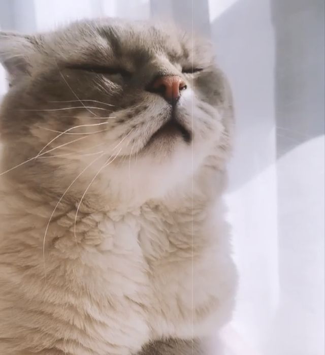 Вязка котів scottish fold