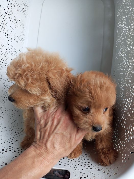 Два + міс.МальтіпуF1 дівчатка