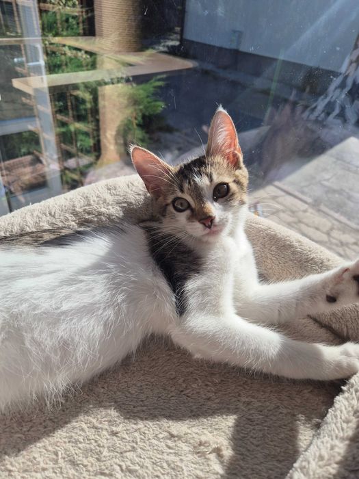 Artek do adopcji