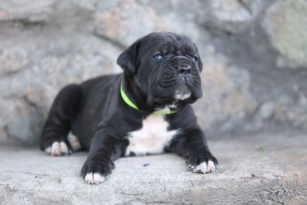 Черный мальчик  кане корсо Тор