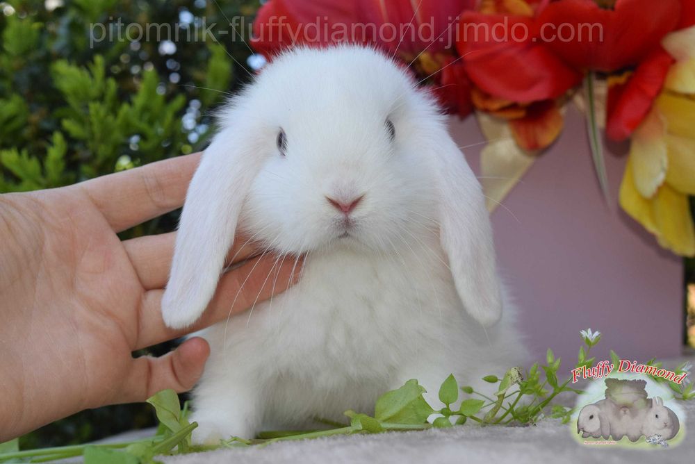 Карликові кролики з розплідника Fluffy Diamond. Великий вибір!Доставка