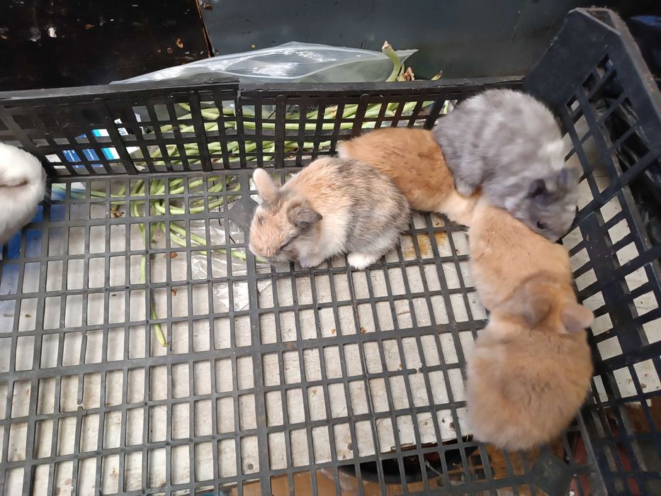 Coelhos anoes cada 30€ se levar 2 fica 50€