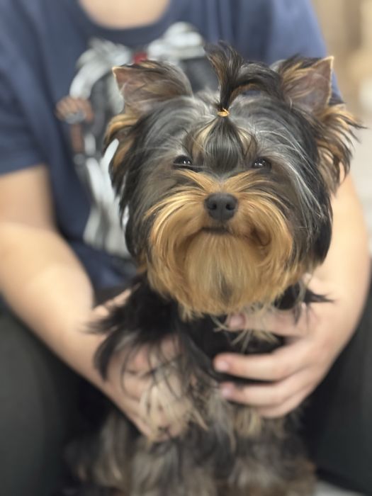 Йоркширский терьер