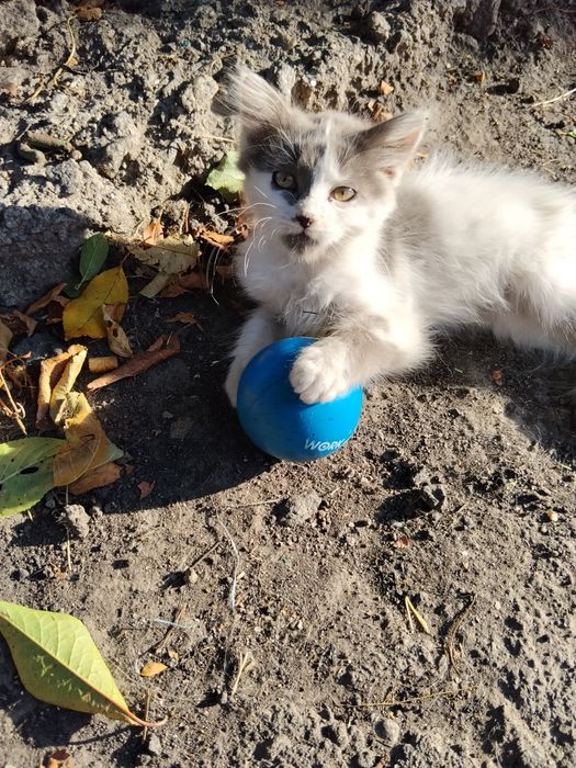Кошенята безкоштовно