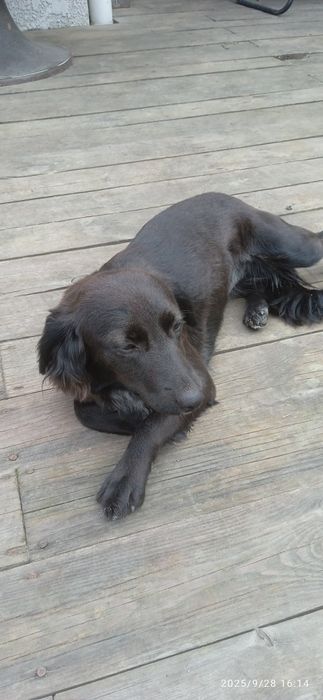 Симпатична молода дівчинка метіс шукає родину