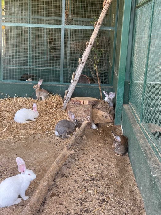 Coelhos Jovens em Évora
