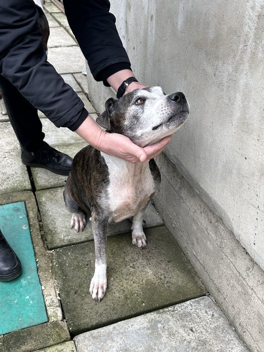 Просимо небайдужих людей приютити двох собак!