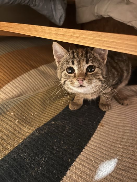 Mała koteczka szuka domku