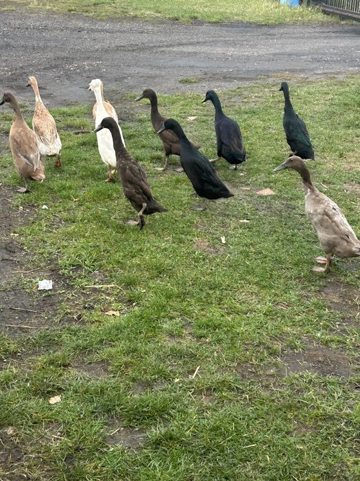 Jajka legowe biegusa indyjskiego