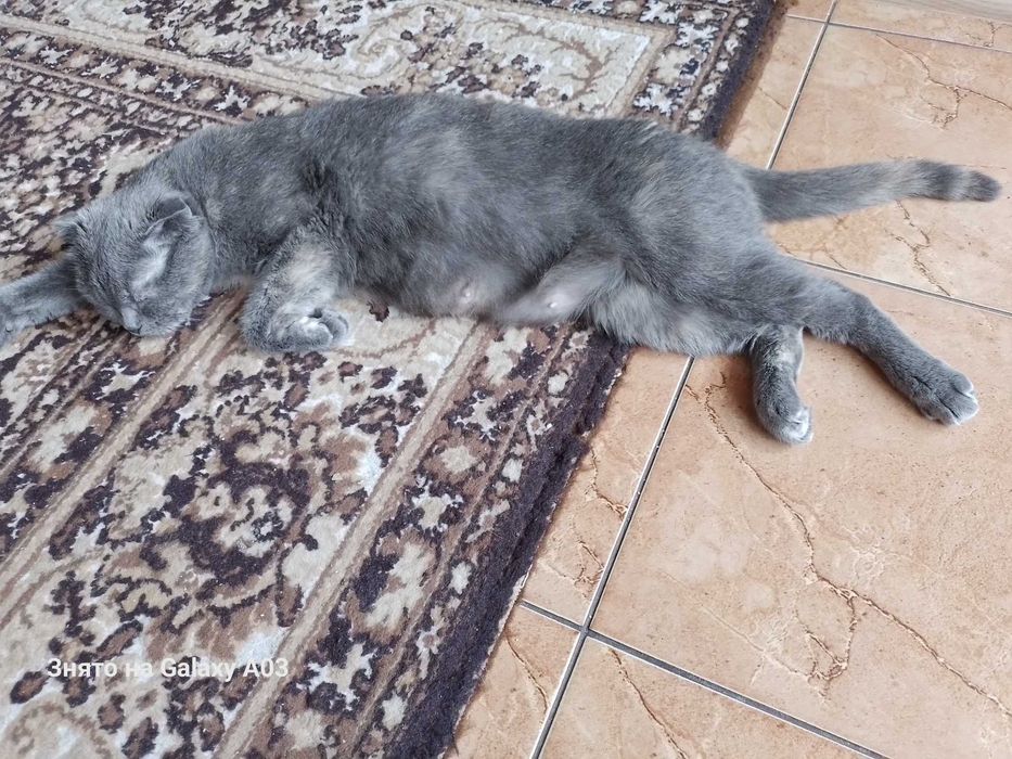 Кошенята хлопчики веслоухие и прямоухие
