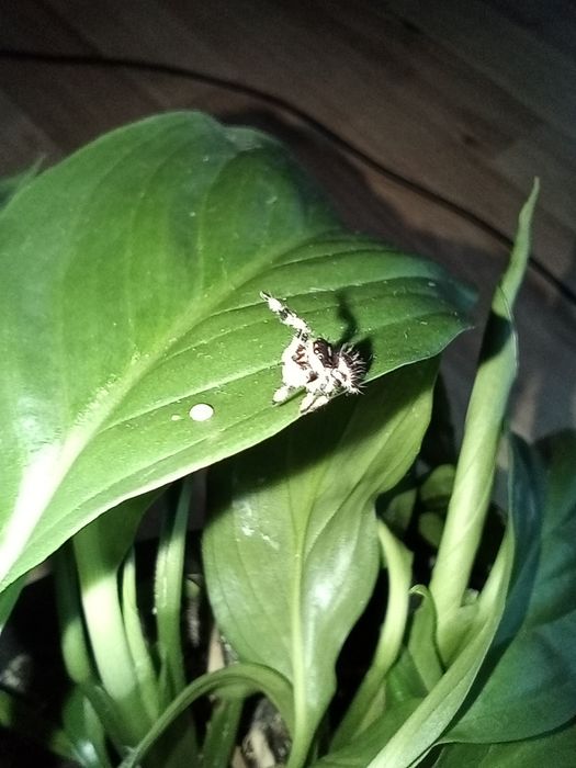 Skakun Królewski Phidippus Regius Lake Okeechobee Samica L5